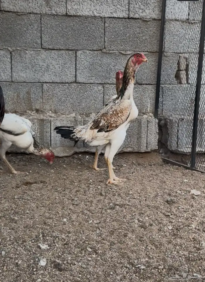 شامو ياباني 2