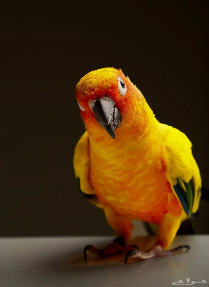 طير صن كنيور 2