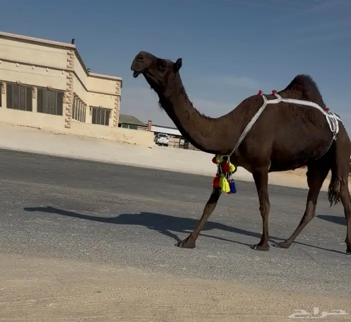 عشرا طيبه السوم 8 2