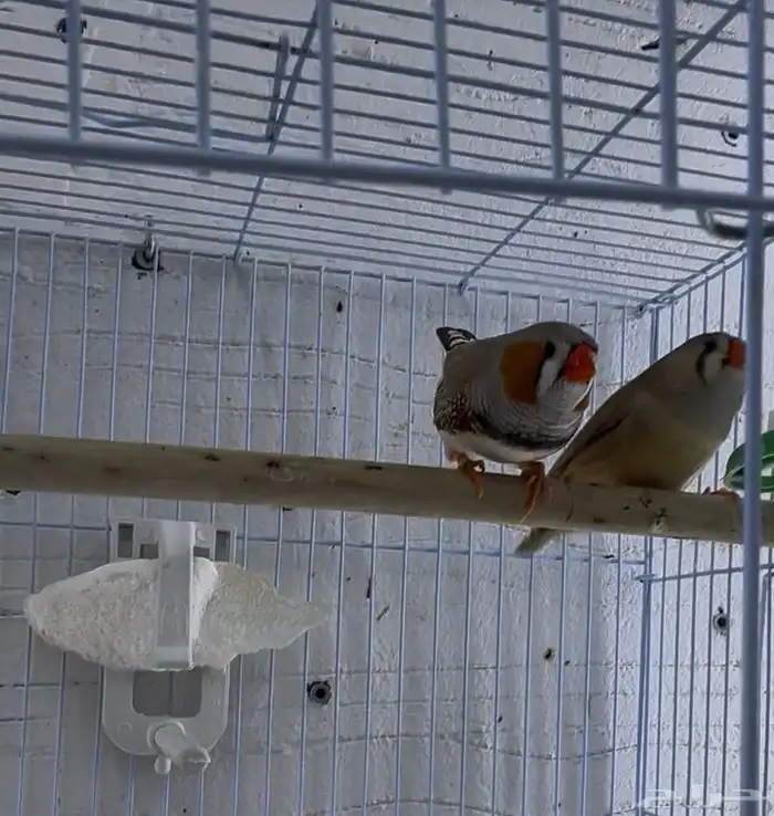 جوز زيبرا انقلش 3