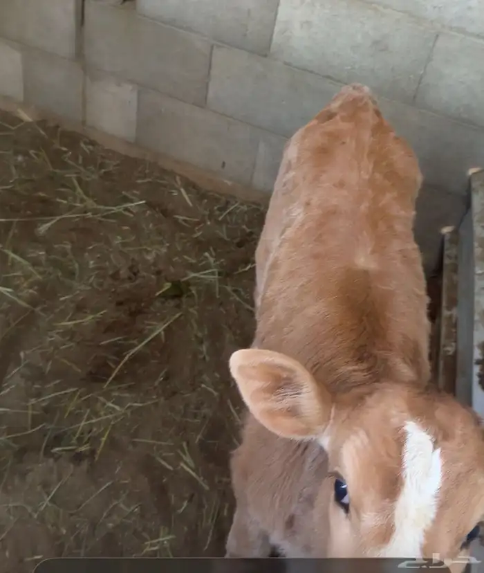 ابقار للبيع 15