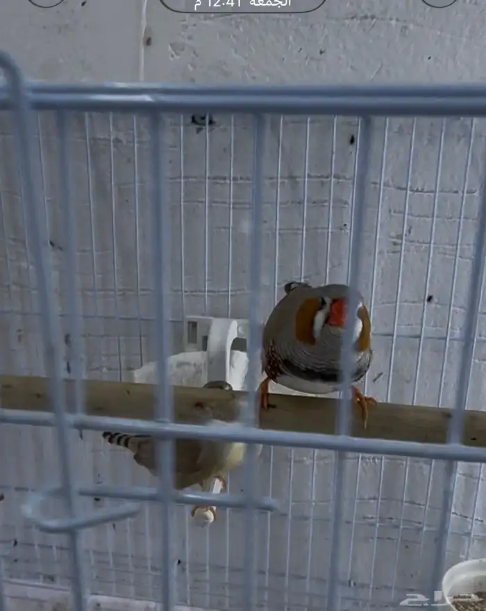 جوز زيبرا انقلش 2