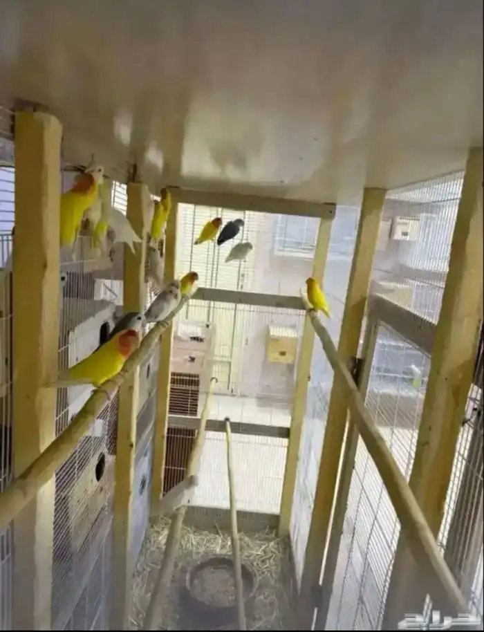 ازواج للبيع 1