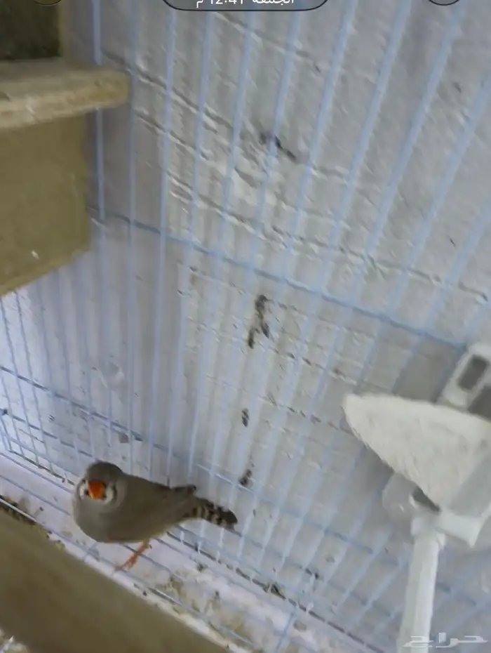 جوز زيبرا انقلش 1