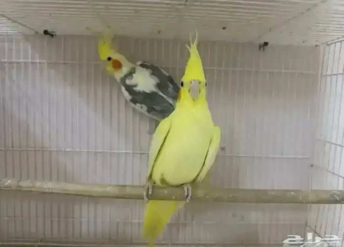 ازواج للبيع 5