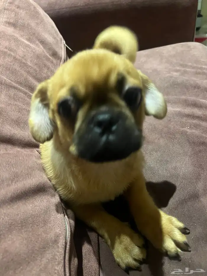 كلب كلاب باغ اليف نظيف 2