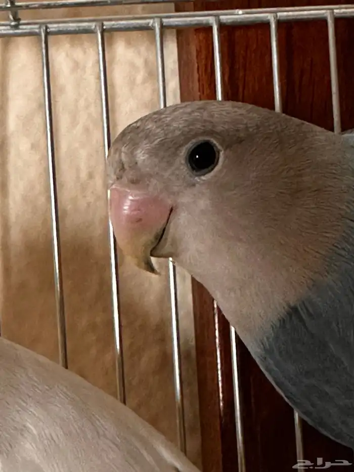 Beautiful Pair of Lovebirds for Sale   Healthy   Active 5