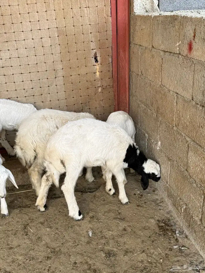 للبيع غنم حريات مراح واحد 29