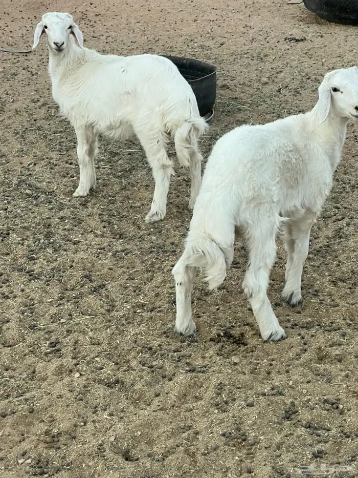 طليان فاخره ذبايح ورخال مقنوي وذبح 1