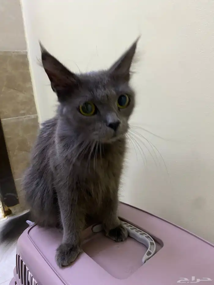 قطط همالايا 0