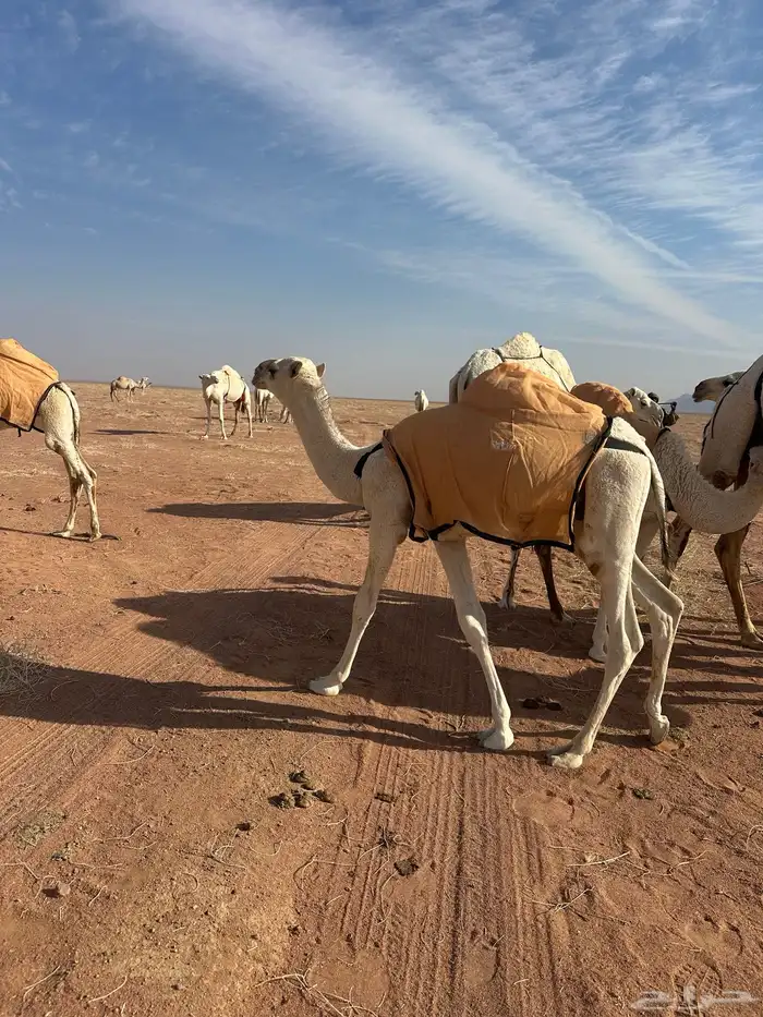 حاشى. له 7 شهور يرضع حليب. وياكل شعير وبرسيم 1