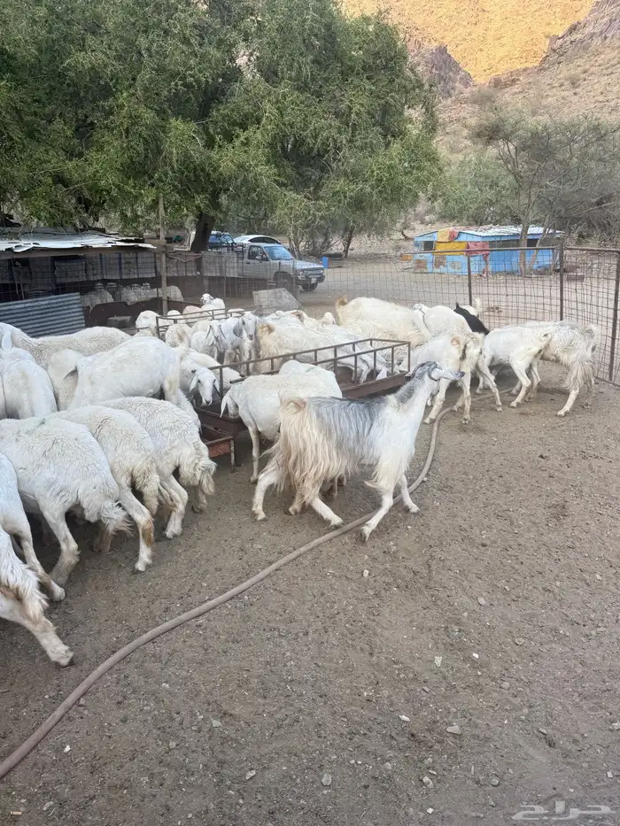 غنم البيع العدد 75 تحتها 8 3