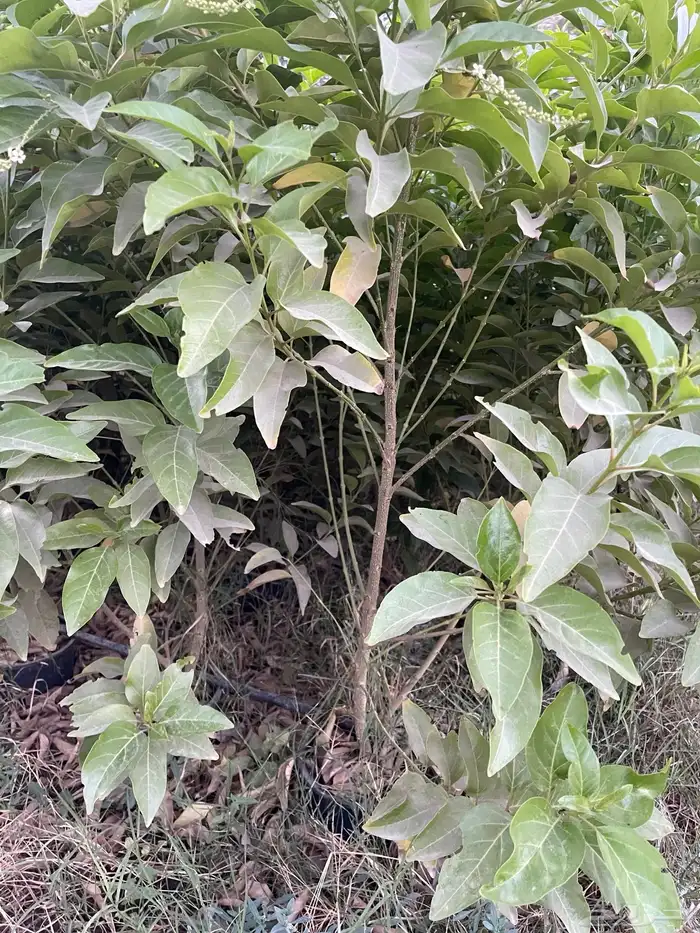 شتلات ياسمين استرالي تتحمل الحر 1