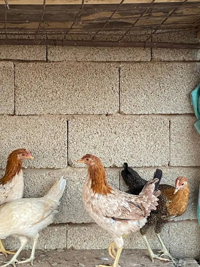 دجاج بلدي فاخر 6