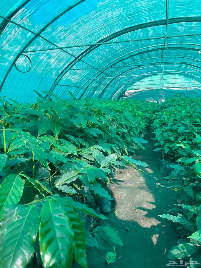 شتلات بن صالبي 0