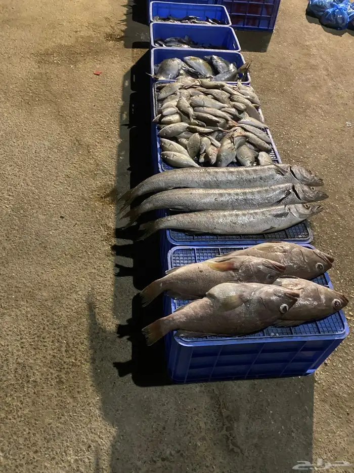 البدوح للأسماك بيع بلعروض 3