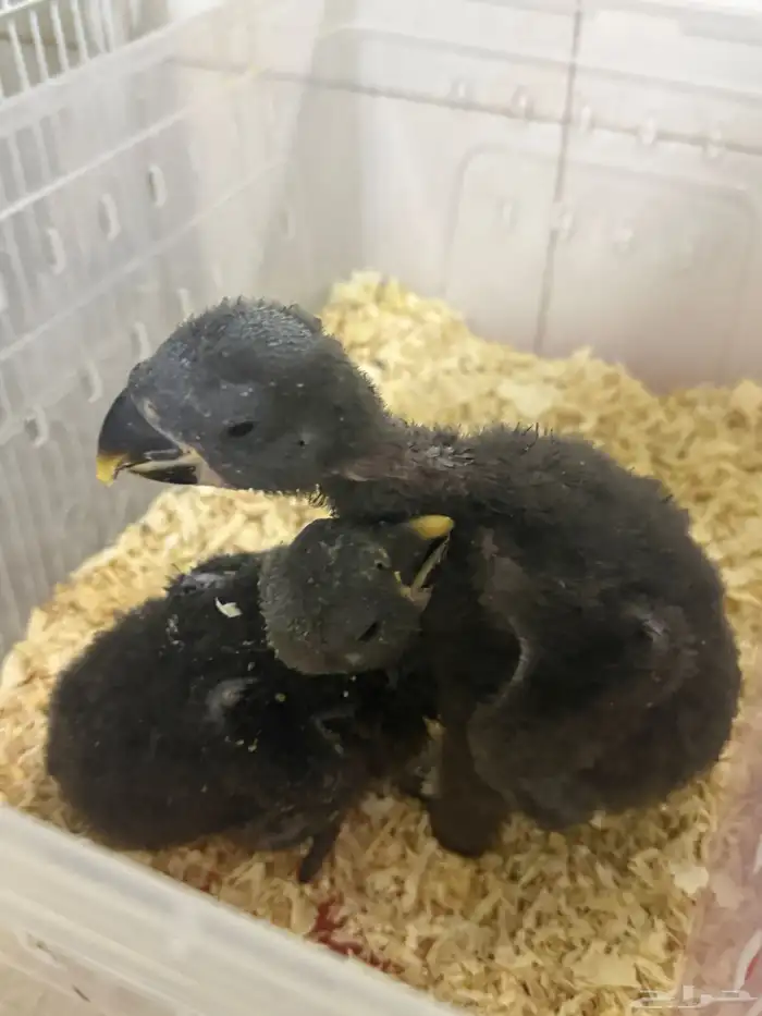 فروخ اكلوكتوس اناثي 0