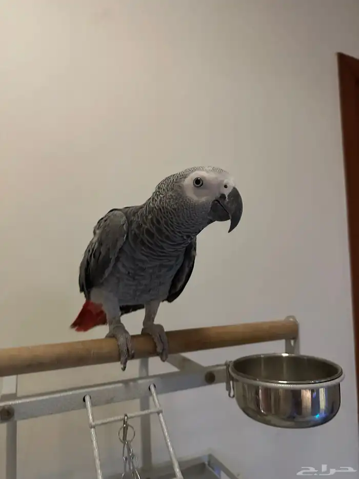 كاسكو افريقي اليف للبيع 4