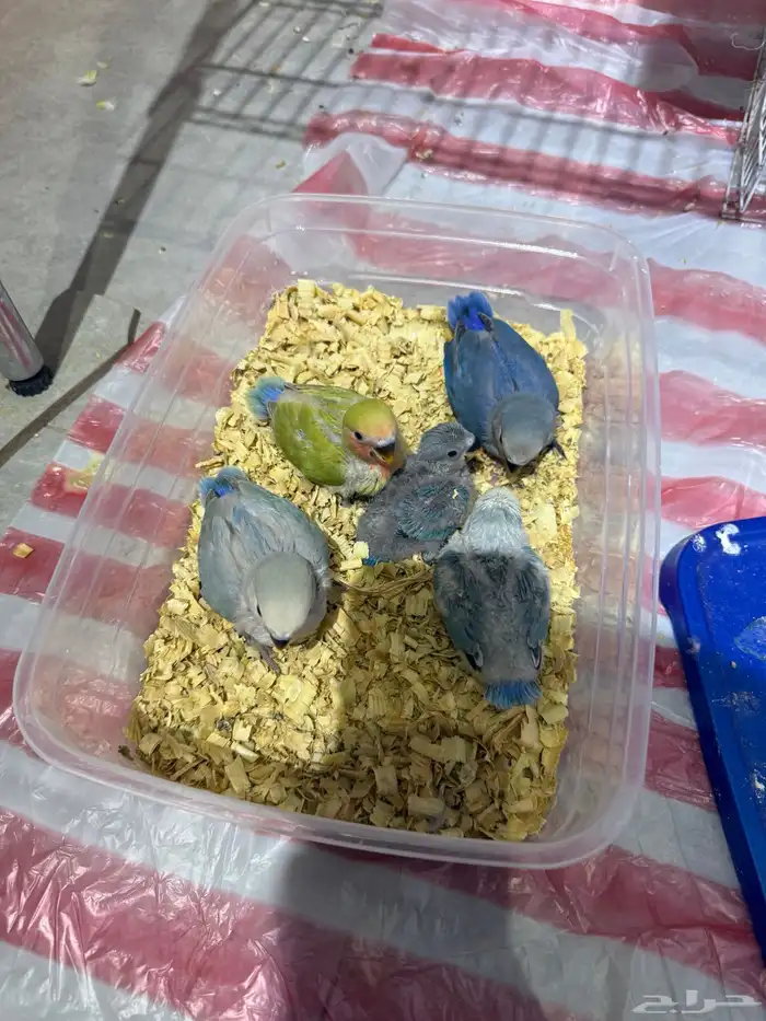 فروز روز مجانين غر 1