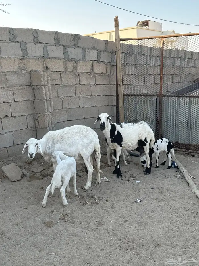 شاتين وليد 1