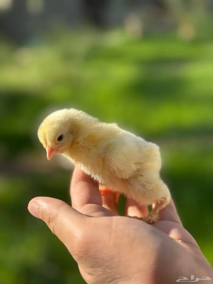 براهما - صيصان ابيض صك - اطباق بيض 3