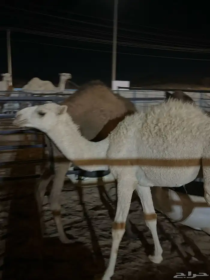 قعود فاخر لباني طيب شحم فل 0