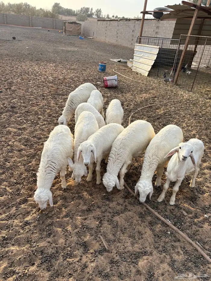 بهم حري تم البيع 2