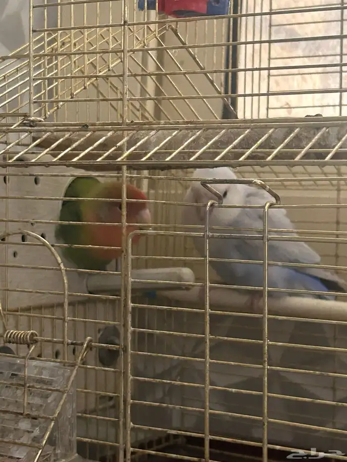 عصافير روز 0