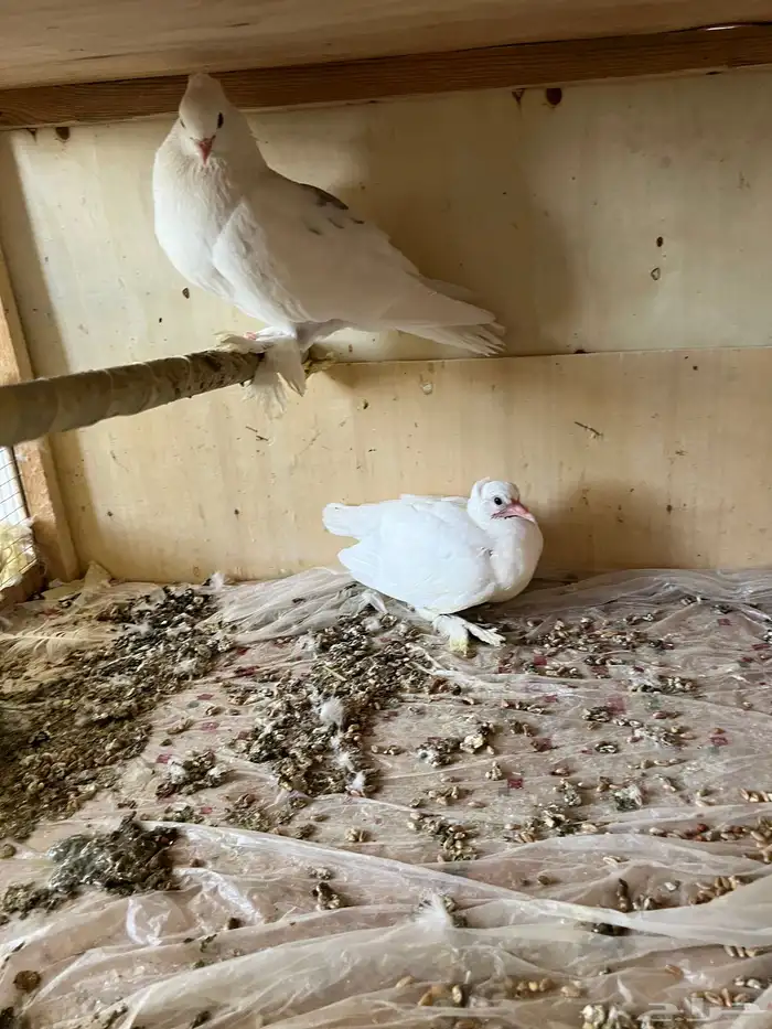 حمام زينه كوري وصنعاوي 7