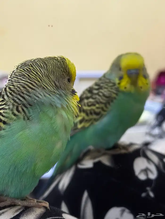 عصفور بادجي ضايع 2