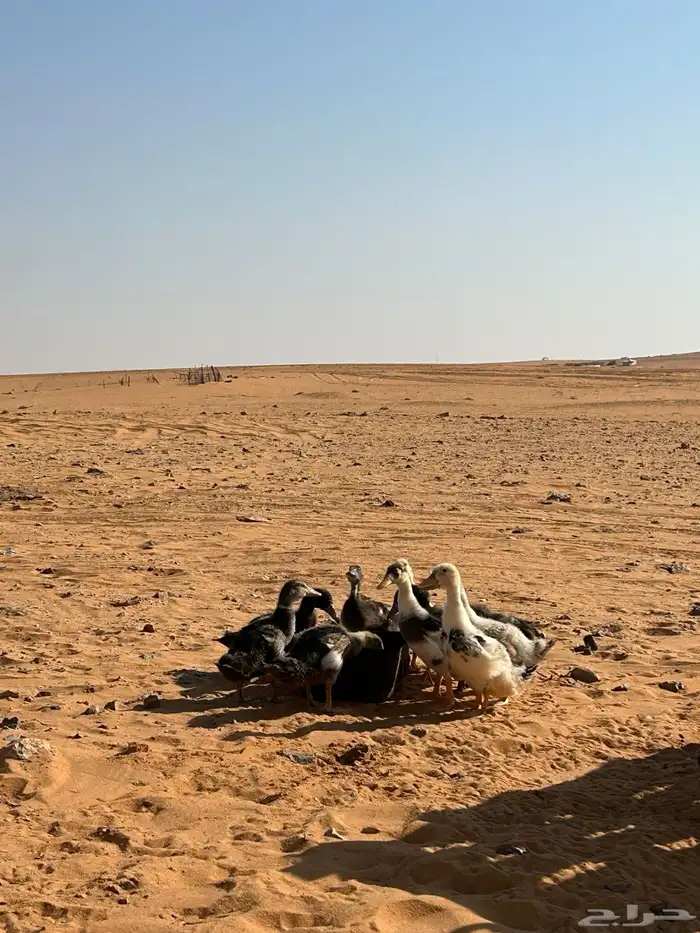 للبيع صيصان بط بكيني العمر شهر وعليها العد 10 0