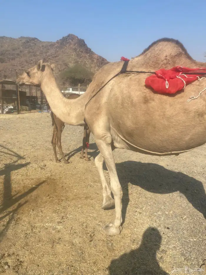 خلفه ساحليه طيبه للبيع 1