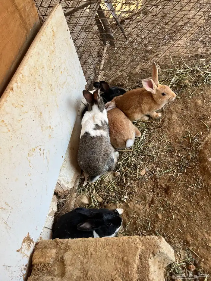 ارانب للبيع 0