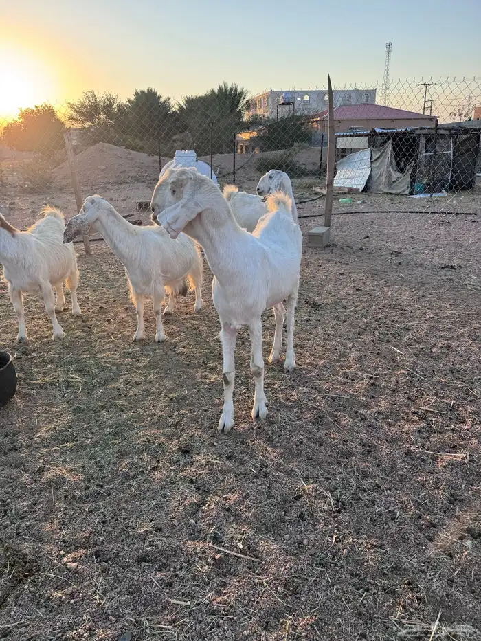 معزا مصريات جم دفيع وحليب 19