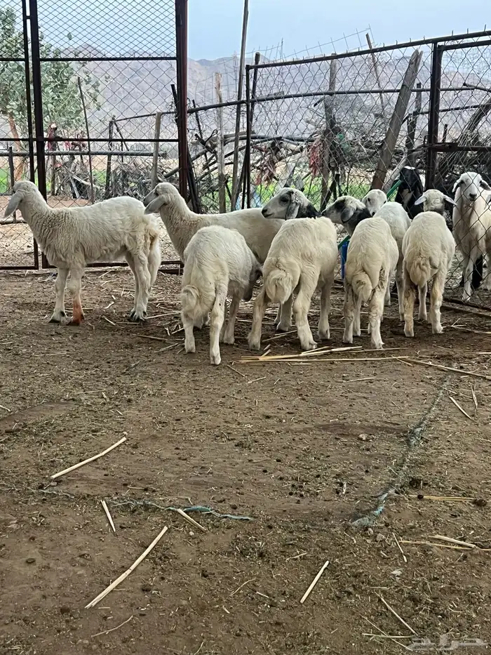 تهامة الباحة طليان 1