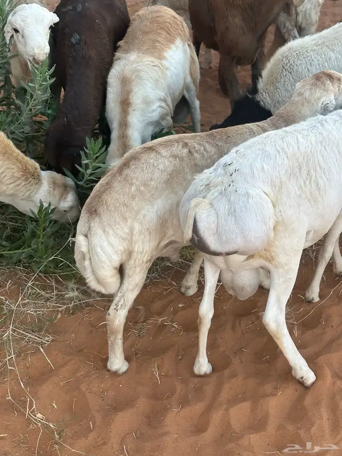 رفيديات جذعان 62