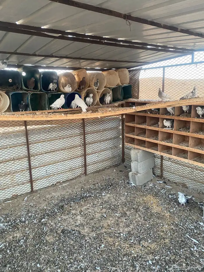 حمام باكستاني وبلدي 0