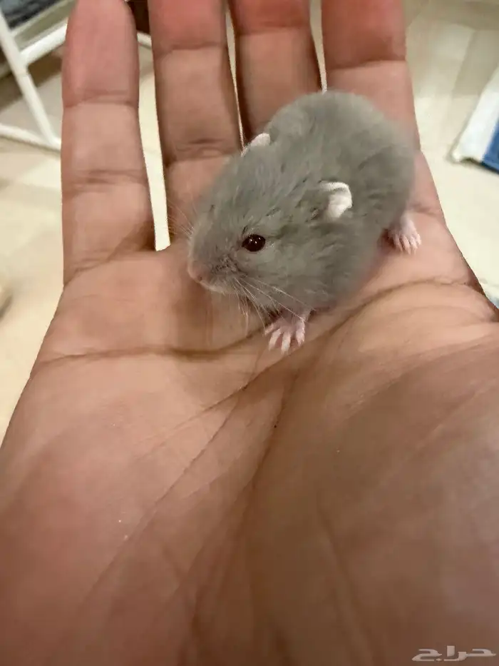 هامستر ب 15 ريال فقط 14