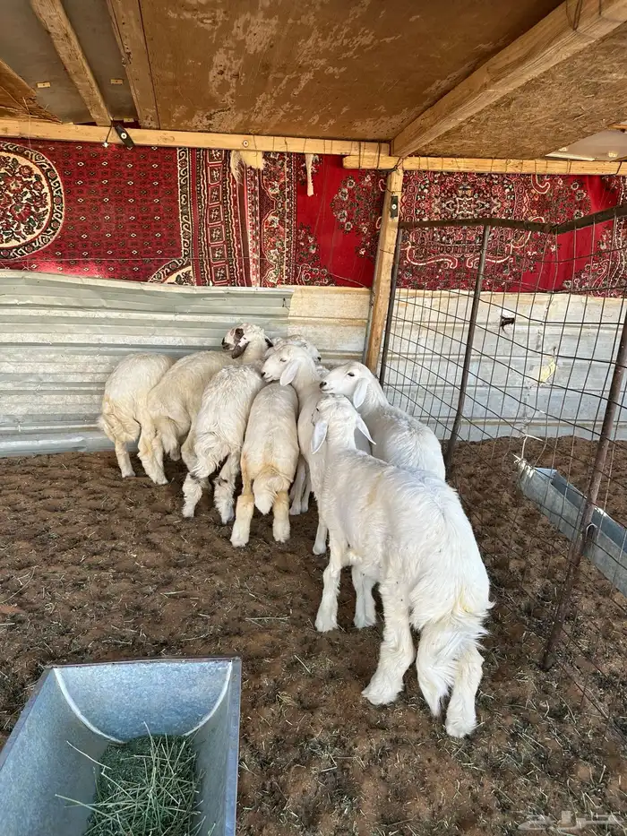 للبيع حريات 1