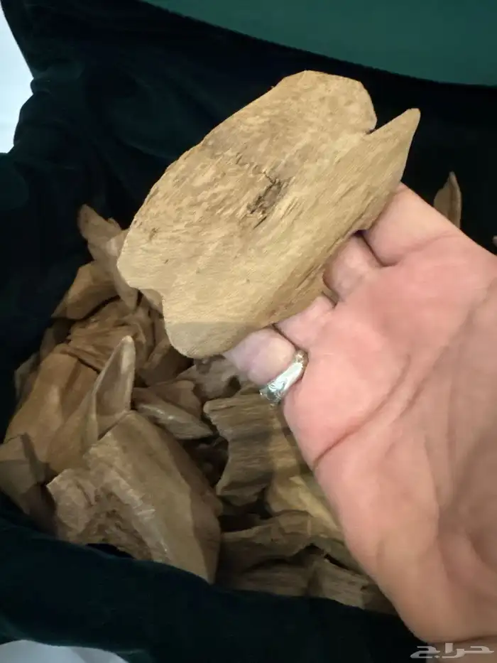 عود مروكي أصقون طبيعي 100  100 2