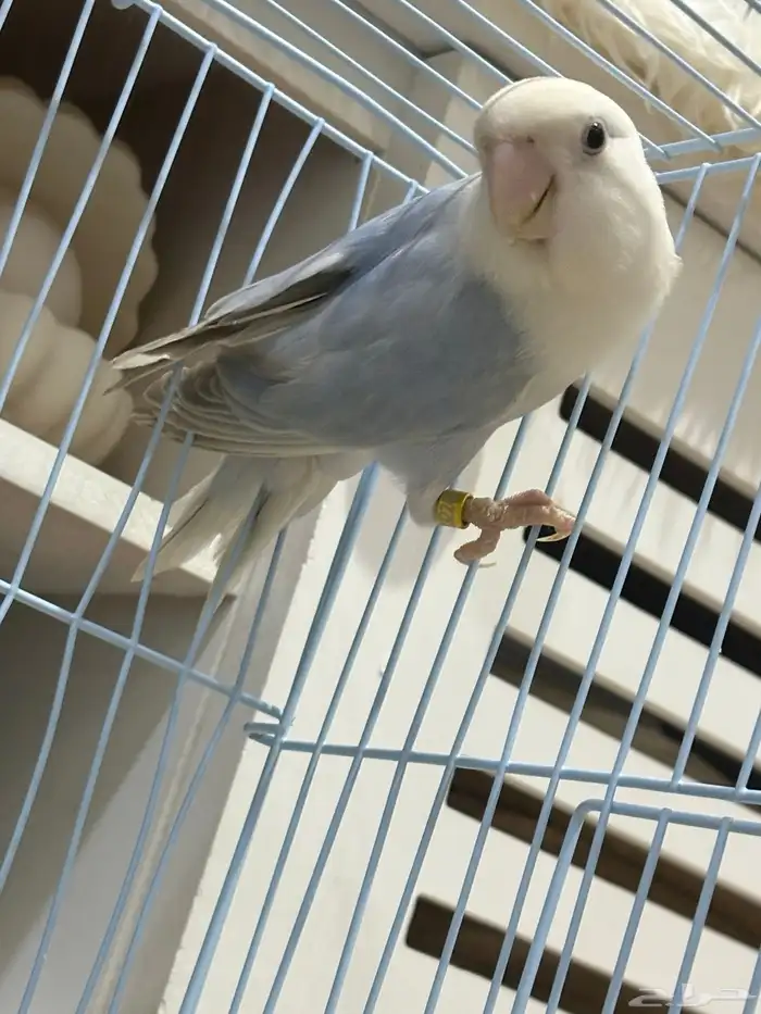 للبيع ذكر روز محلل 0