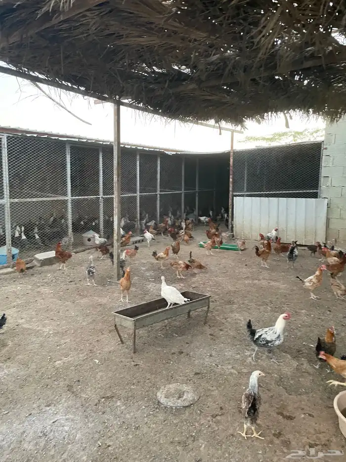 دجاج فيومي وبلدي للبيع 6