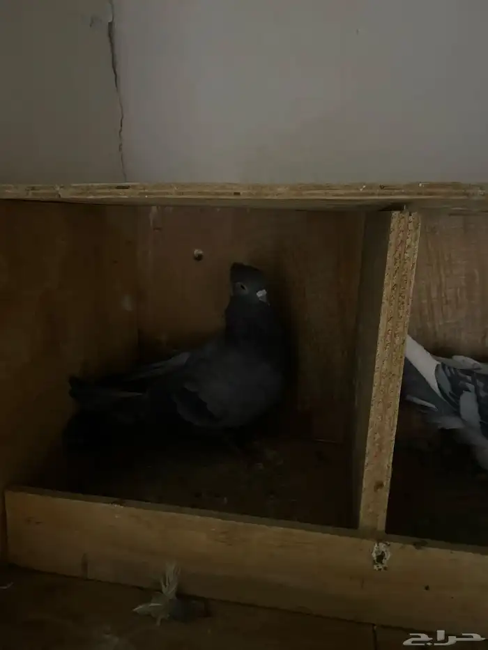 ذكر القطيفي ذكر حب الرمان 1