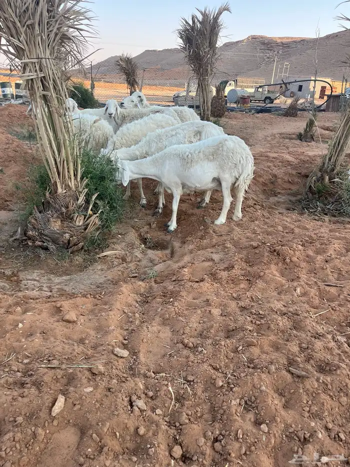 للبيع شياه حريات 12