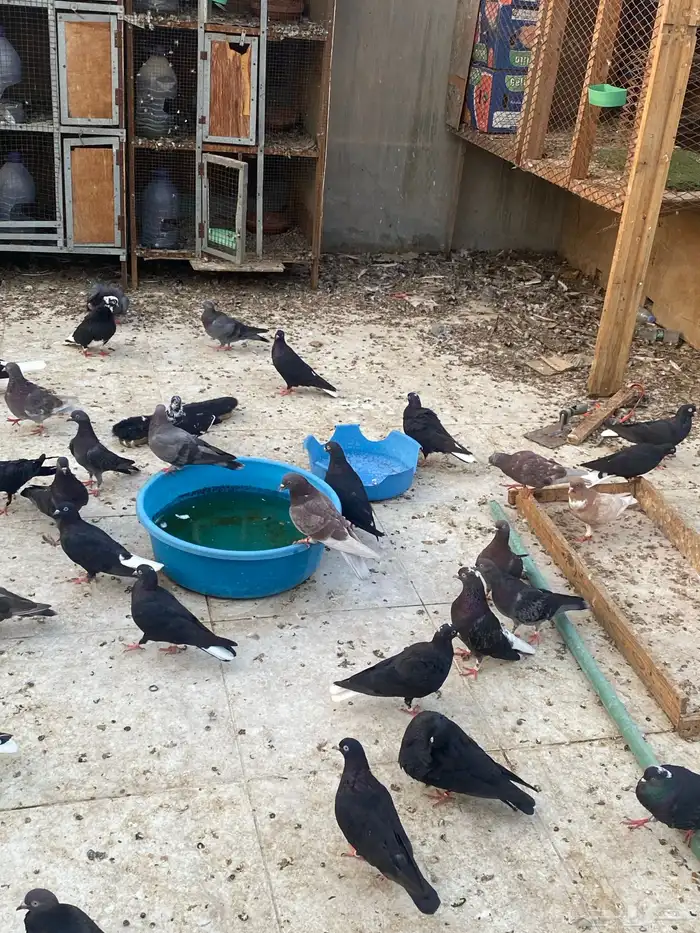 حمام قطيفي او قطايف قلاب مستوى جميل 4