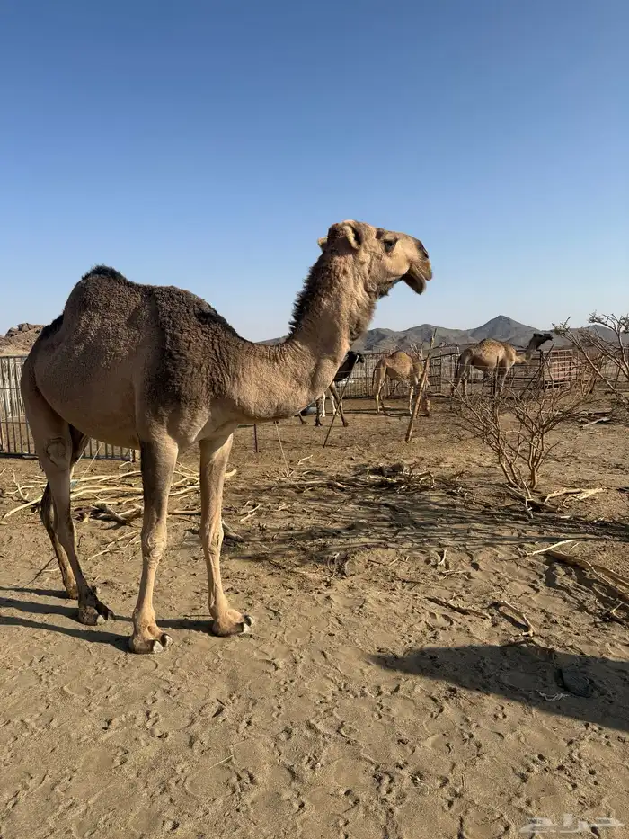 بكره حمراء باتليه كفو السن ثنيه تربع على جميع الشروط 1