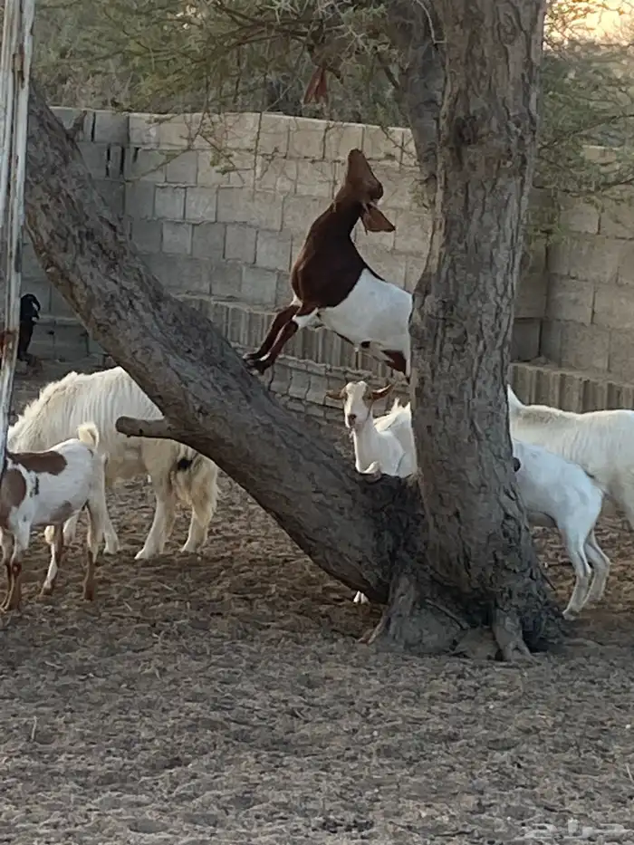 حلال نضيف للبيع 4