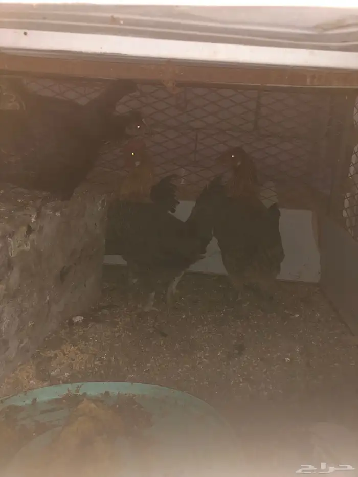 دجاج للبيع تم البيع 3