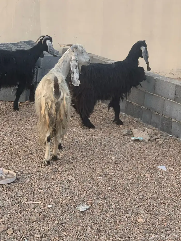 معزا مولده 1