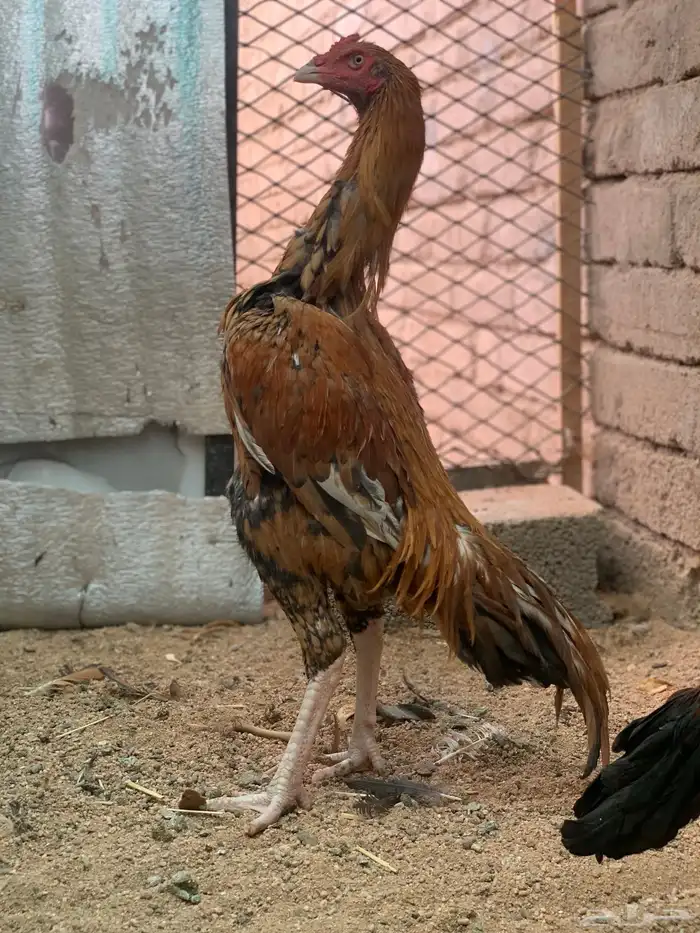 ديك سندي توب 0